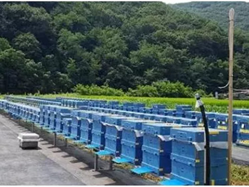 EPP蜜(mi)蜂養殖箱